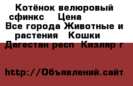 Котёнок велюровый сфинкс. › Цена ­ 15 000 - Все города Животные и растения » Кошки   . Дагестан респ.,Кизляр г.
